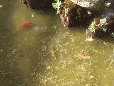 Nella vasca della fontana ci sono pesciolini che nuotano nell'acqua sporca 